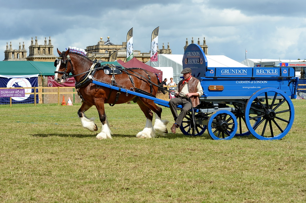 heavy Horse equipment For Sale